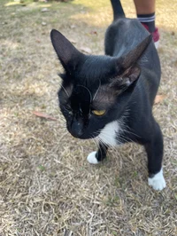 Black and White cat