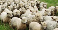 Flock of sheep