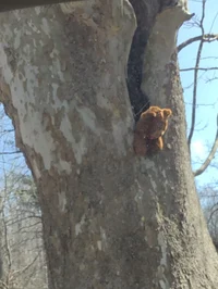 teddy Bear 