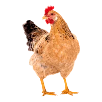 A very nice cock