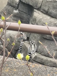 Ring-Tailed Lemur 