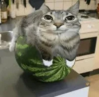 Melon cat