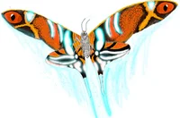 Evolved Mothra