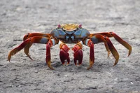 RestingCrab