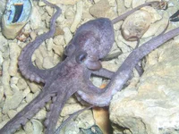 Octopus 