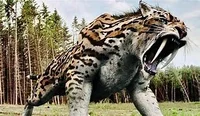 Saber tooth tiger