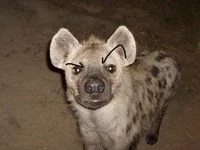 A Hyena