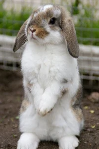 Holland Lop rabbit