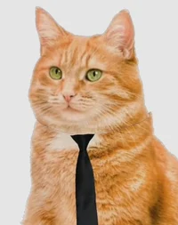 Культурный кот