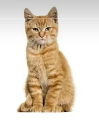 Orange Cat