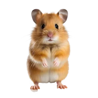 A Hamster