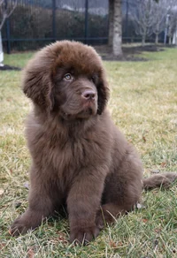 Newfoundland Puppy