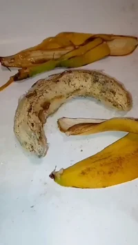 Lab banana