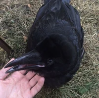 Injured Crow