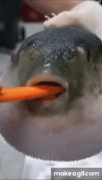 Pufferfish w carrot