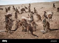 Kangaroo Katastrophe