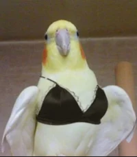 Lolly the b1tch bird