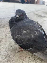 Kenny the pigeon 