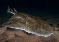 African Angel Shark