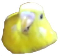 Birb