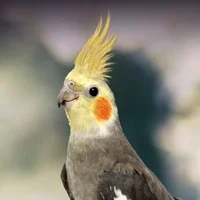 Cockatiel