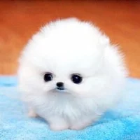 Child Sky Fluffball