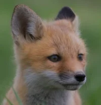 Orphaned Baby Fox