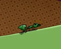 Loyal personal ant