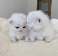 2 baby kittens