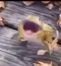 Frog meme
