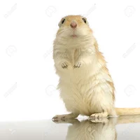 gerbil