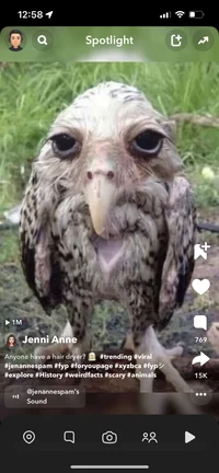 Anali