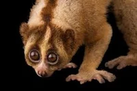 Slow Loris