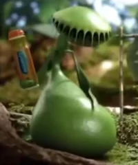 Female Venus flytrap