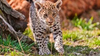 PriceFoundBbyJag