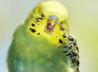 Angy budgie