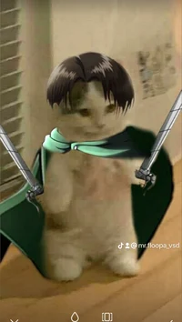 Gato levi