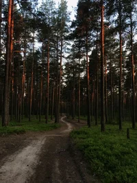 Forest of Evil Spiri