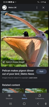 Hungry Pelican