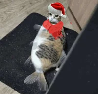 fish cat