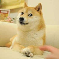 fake doge