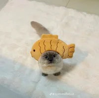 FISH KITTY LOVER