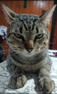 Prissy