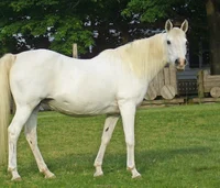 Horse