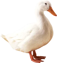 goose