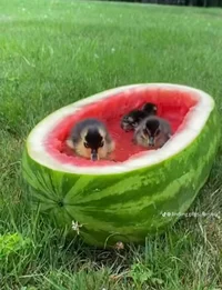 Three Little Ducks 3