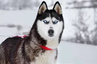 Siberian husky