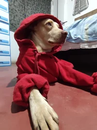 Gringo Mata Furros