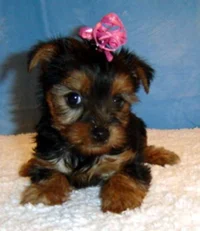 Yorkie Puppy