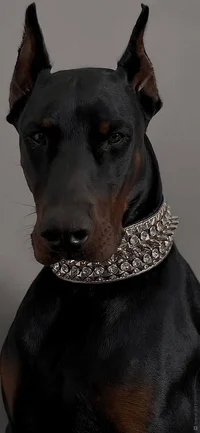 Doberman dog